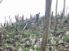 bosque recin cortado en Las Abejas
