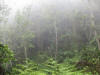 Bosque nublado Los Arroyos
