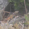 iguana se refugia en las rocas